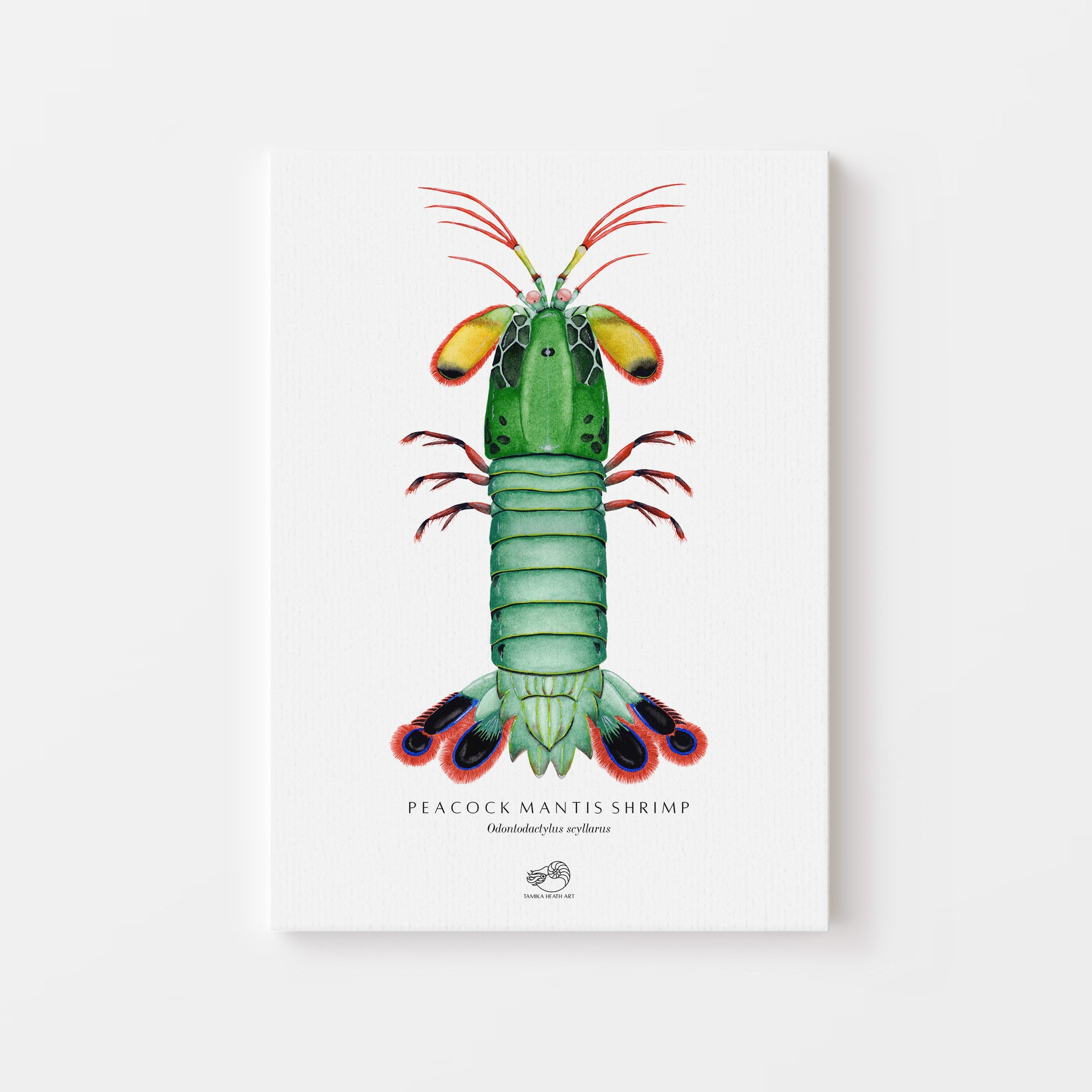 Peacock Mantis Shrimp Canvas Print