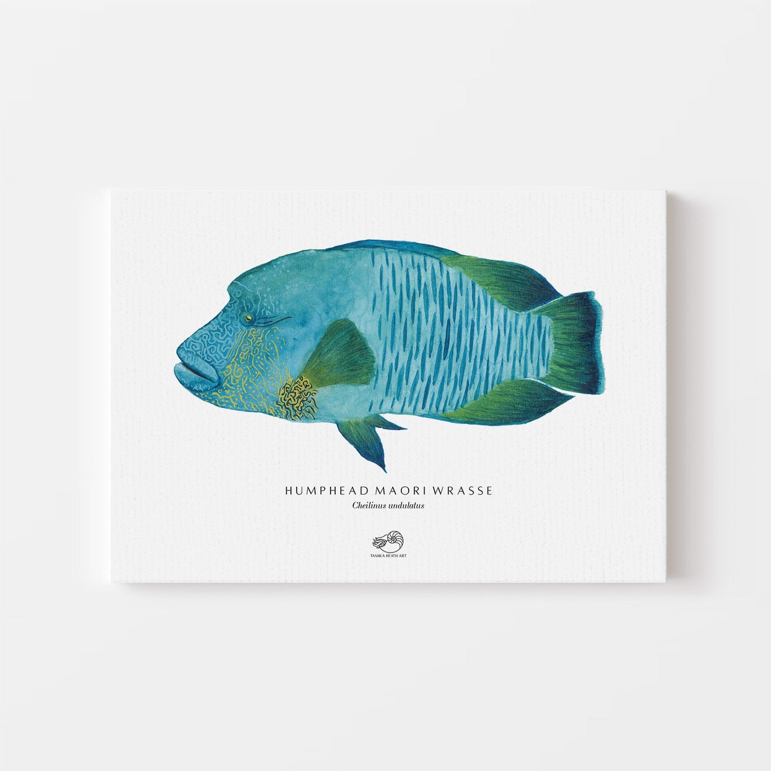 Humphead Maori Wrasse Canvas Print