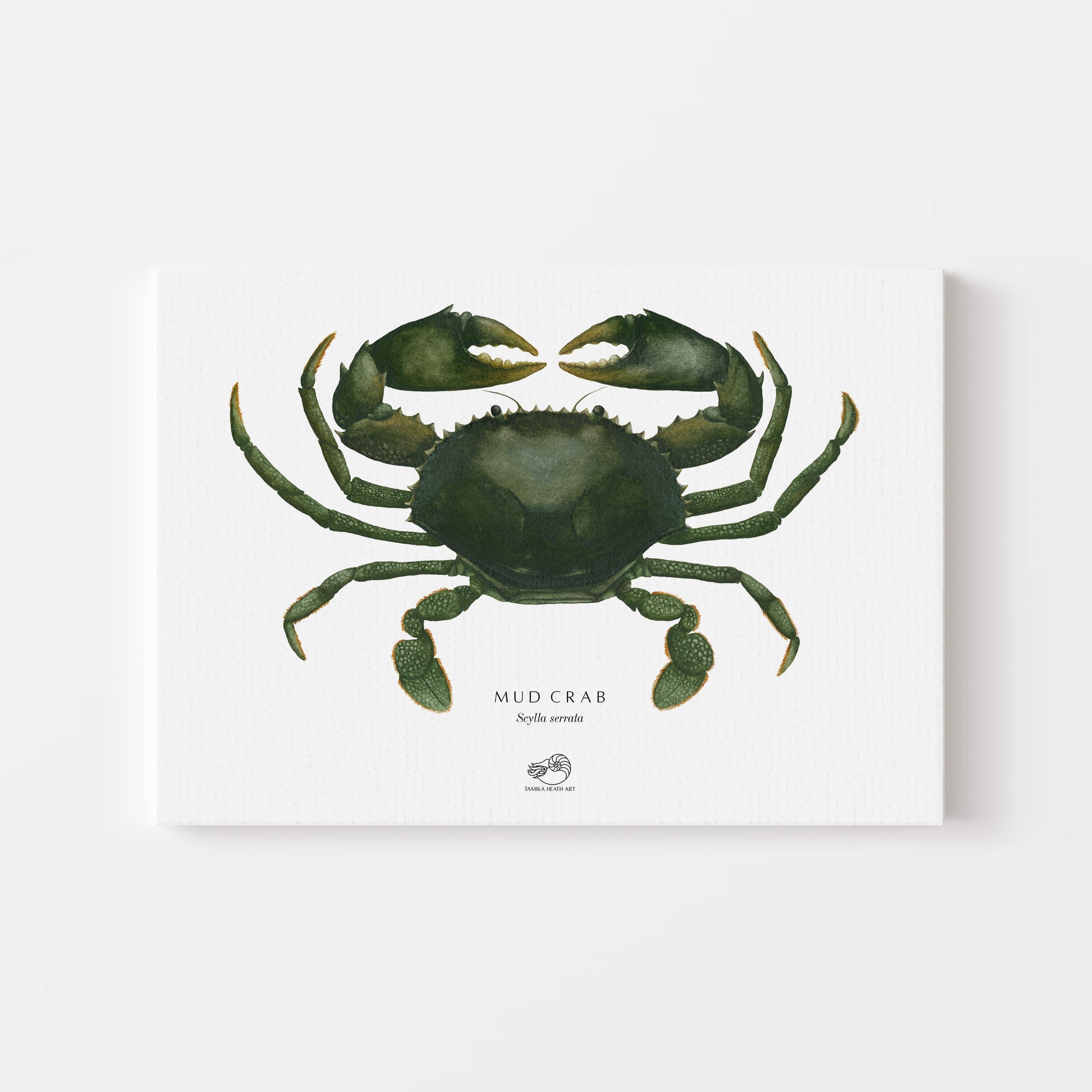 Mud Crab Canvas Print
