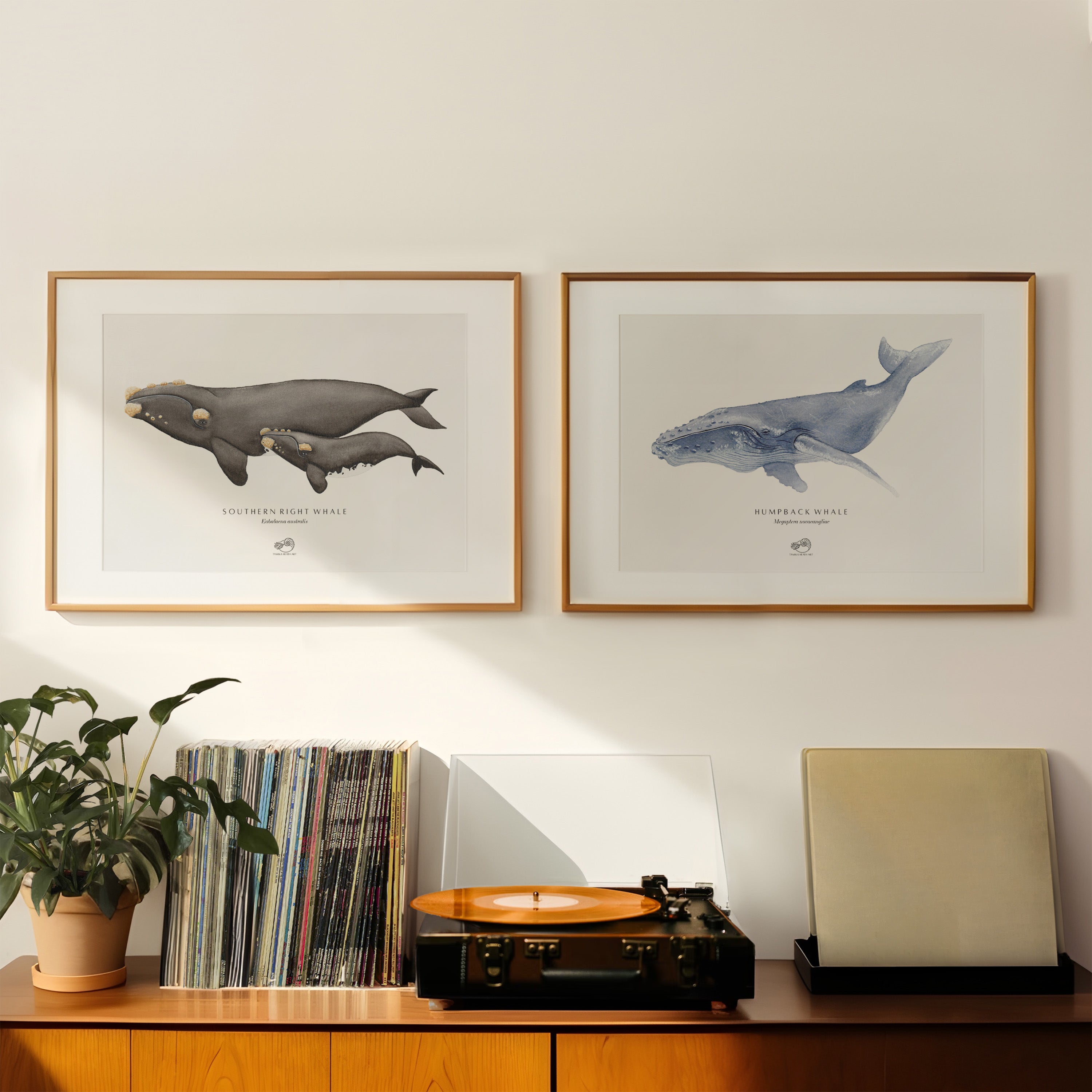 Southern Right Whale Art Print