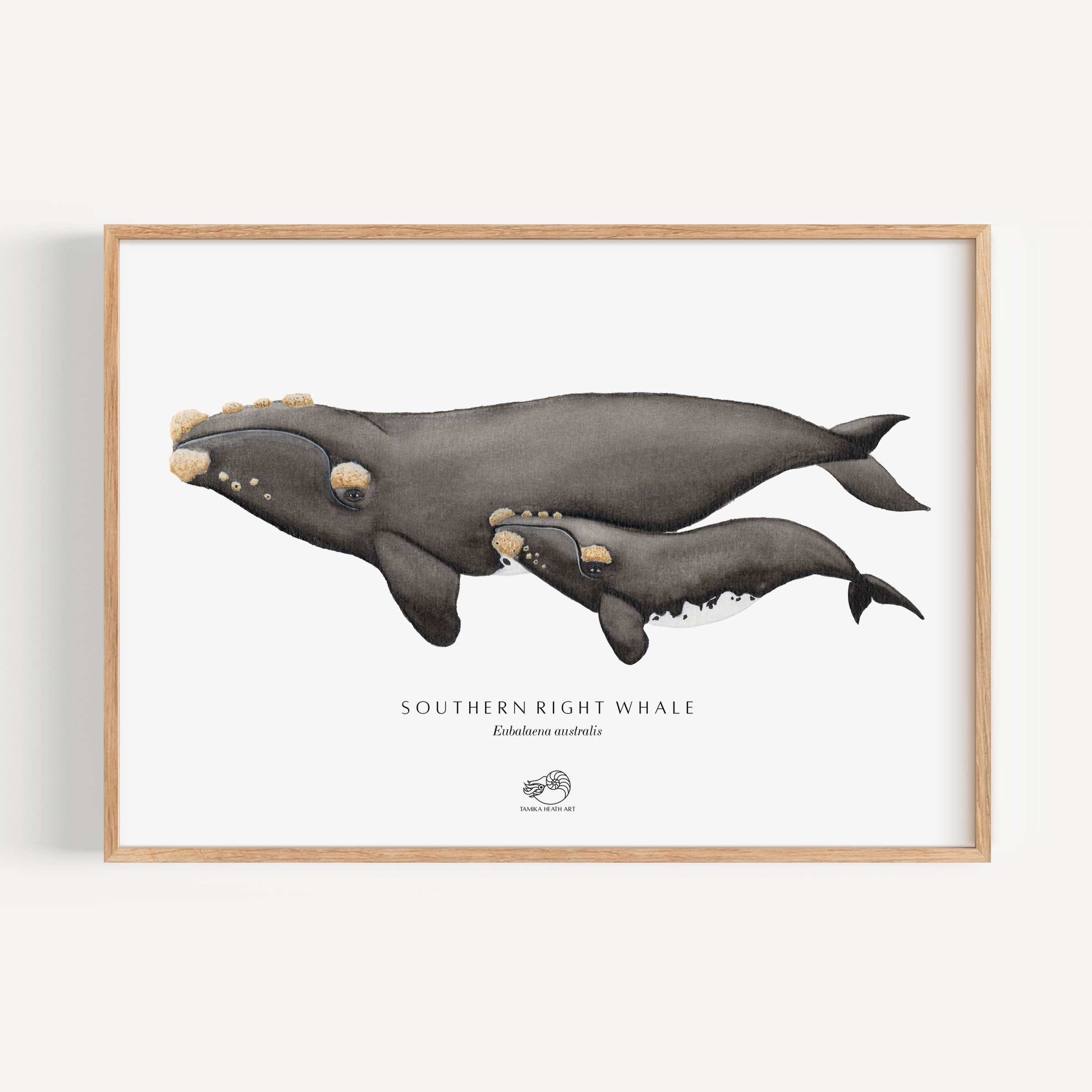 Southern Right Whale Art Print