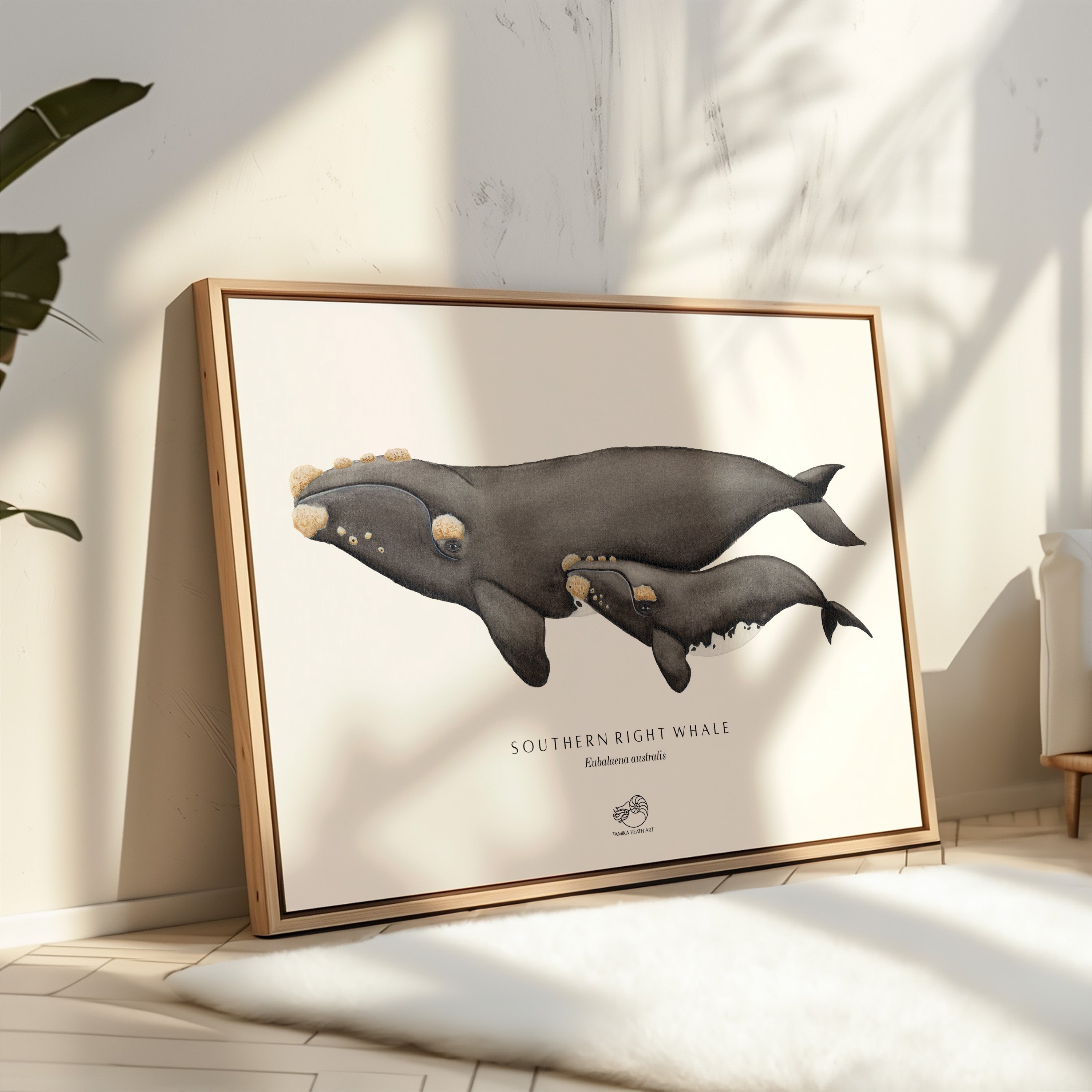 Southern Right Whale Canvas Print