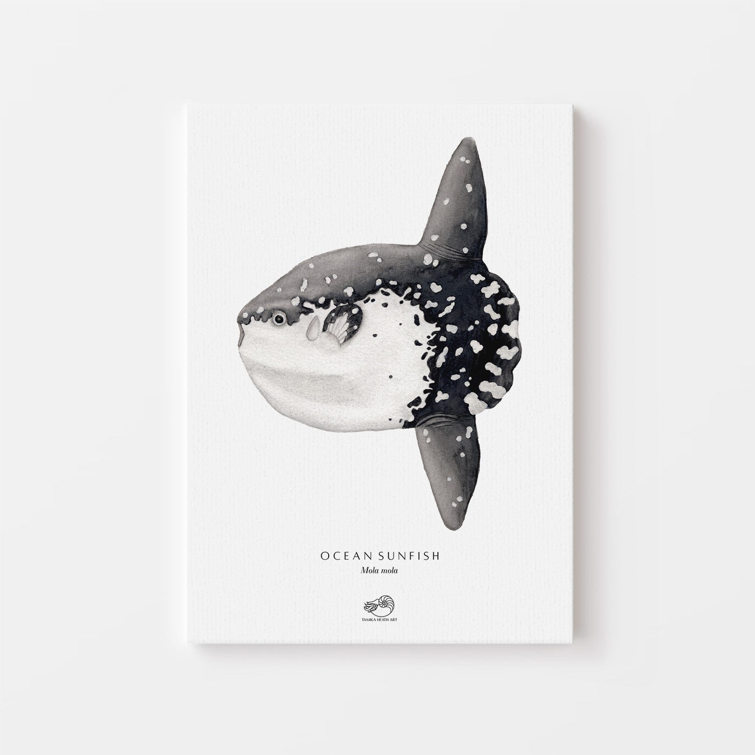 Ocean Sunfish Canvas Print