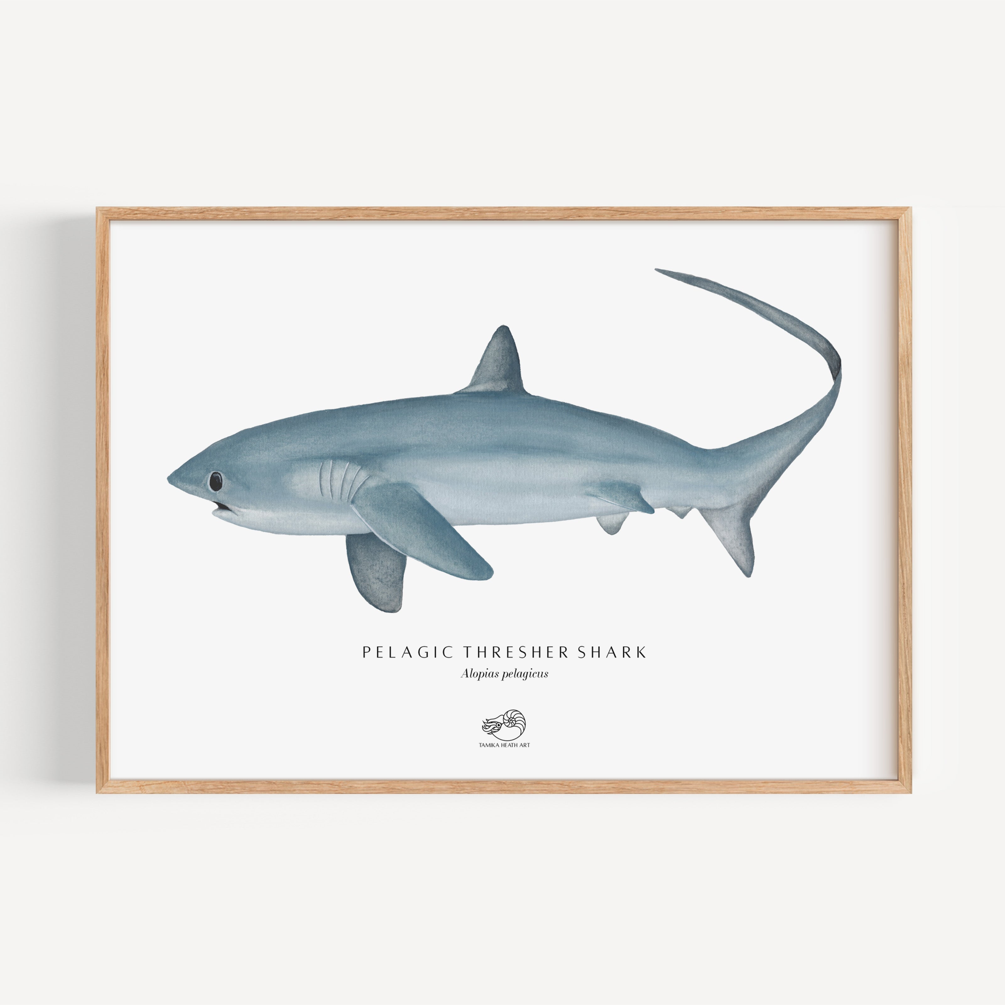 Thresher Shark Art Print