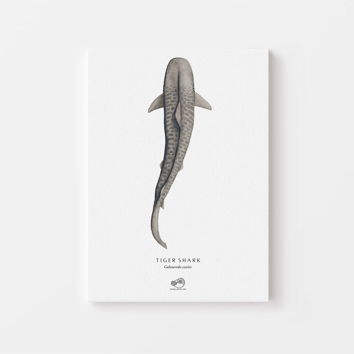 Tiger Shark Canvas Print