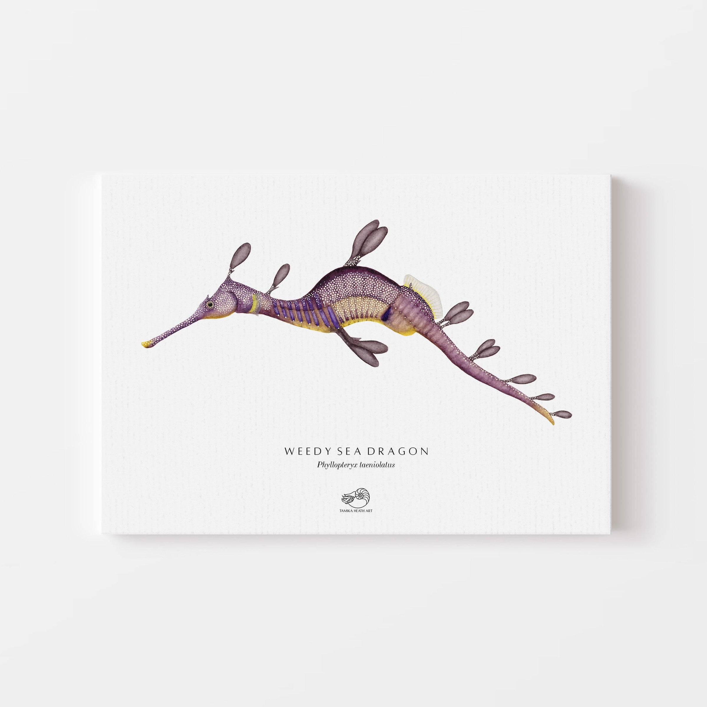 Weedy Sea Dragon Canvas Print
